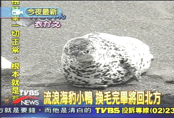 流浪海豹小鴨 換毛完畢將回北方