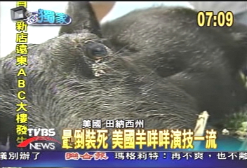 〈獨家〉暈倒裝死　美國羊咩咩演技一流