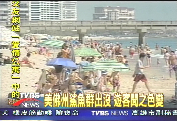 美佛州鯊魚群出沒 遊客聞之色變