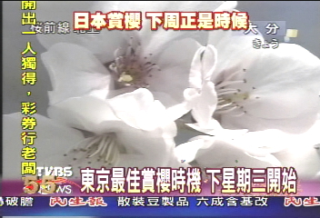 千呼萬喚！ 東京民眾盼到櫻花開