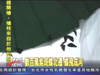 數百萬紫斑蝶北遷 蝶飛成河