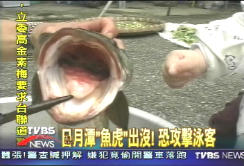 日月潭頭號殺手　魚虎肆虐