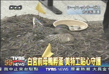 白宮前母鴨孵蛋　美特工貼心守護