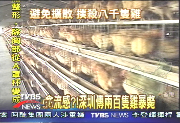 禽流感?!深圳傳兩百隻雞暴斃