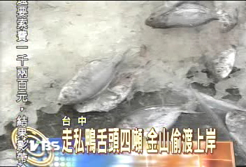 走私鴨舌頭四噸 金山偷渡上岸