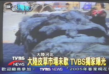 〈獨家〉獨家目擊 大陸河北皮草交易!