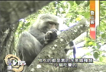 〈獨家〉痛失愛子 母獼猴抱小貓當慰藉