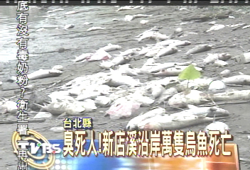 臭死人！　新店溪沿岸　萬隻烏魚死亡