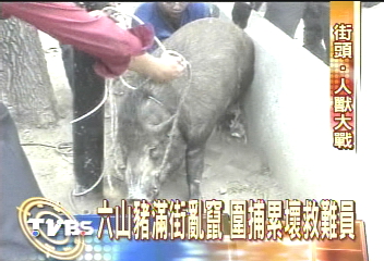 山豬逛街嚇壞人　圍捕大戰累斃了