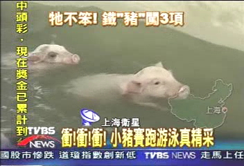 衝！衝！衝！　小豬賽跑游泳真精采