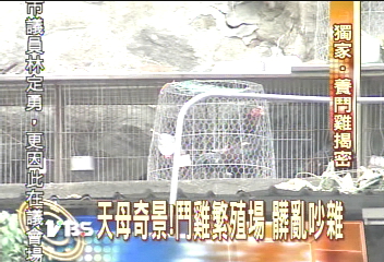 〈獨家〉天母奇景！鬥雞繁殖場　髒亂吵雜