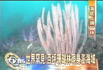 世界罕見!百坪珊瑚林現身澎湖海域