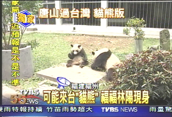 〈獨家〉可能來台「貓熊」 福福林陽現身
