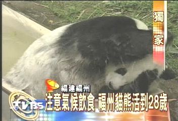 〈獨家〉貓熊愛寒冷　裝空調沖涼水降溫