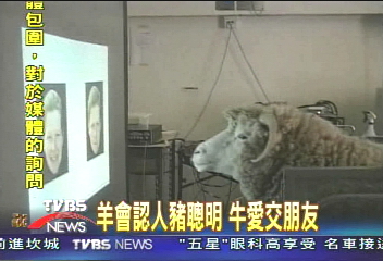 動物IQ測驗　智慧比想像中高