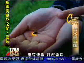 【一步一腳印】以經驗積極復育 再見螢火蟲