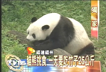 〈獨家〉貓熊不愛嘿咻　保育員猛放A片