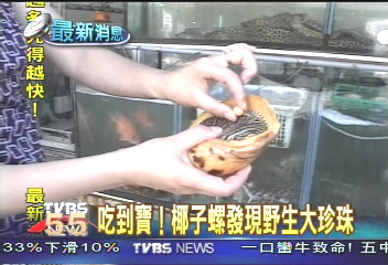 吃到寶！料理椰子螺　見野生大珍珠