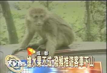 猴子持刀搶劫　差點玩出猴命