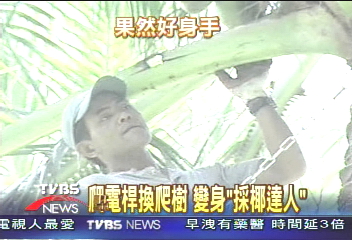 爬電桿換爬樹 變身「採椰達人」