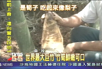 世界最大巨竹　竹筍鮮嫩可口