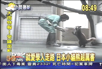 就愛學人走路 日本小貓熊超厲害