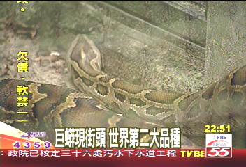 巨蟒現蹤街頭！　世界第2大品種