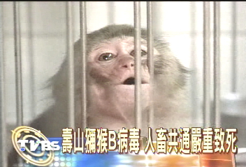 30隻病猴 收容所列管擬撲殺
