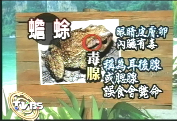 蟾蜍怎吃? 避開表皮腺體內臟眼