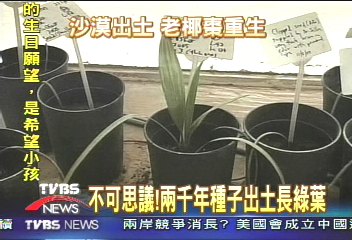 長生不老棗 2千年種子冒新芽