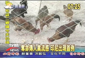 奪命傳人禽流感　印尼出現首例