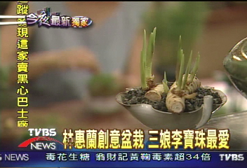 林惠蘭創意做盆栽 三娘李寶珠最愛