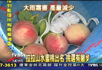 又到水蜜桃產季 拉拉山果農忙翻
