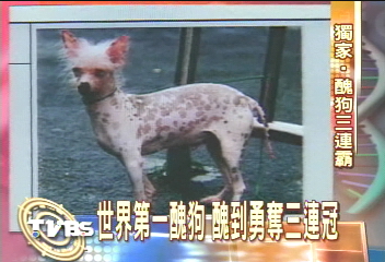 〈獨家〉世界第一醜狗 醜到勇奪三連冠
