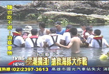 退潮擱淺！搶救海豚大作戰