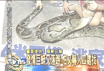 發情巨蟒又落跑　怕又嚇人四處找