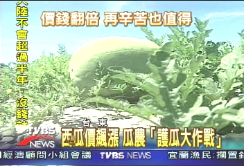 西瓜價飆漲 瓜農「護瓜大作戰」