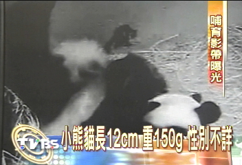華府動物園　小熊貓出生16年首次