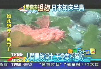 流冰塑造天堂　知床海洋超熱鬧