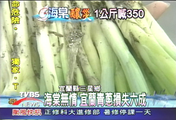 豪雨泡青蔥　1公斤飆到350元