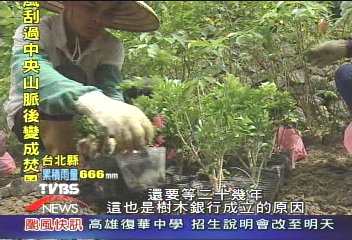讓老樹重生　南投成立樹木銀行