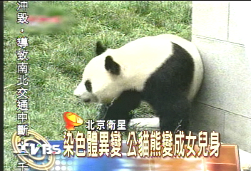 變性「瘋」?大陸出現首隻變性貓熊