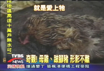 奇觀!母雞跛腳豬 形影不離