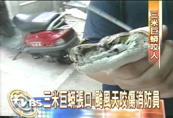 三米巨蟒張口 颱風天咬傷消防員