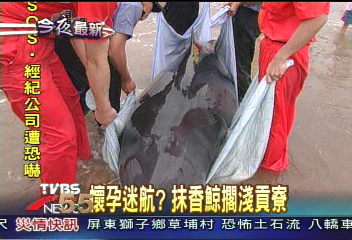 懷孕迷航? 抹香鯨擱淺貢寮