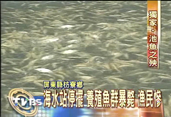 〈獨家〉海水站停擺 養殖魚群暴斃 漁民慘