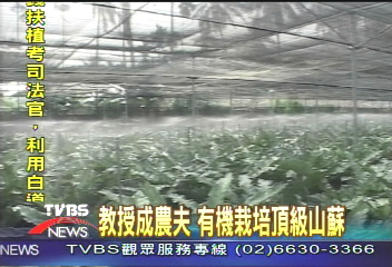 有機山蘇不苦澀 一斤要價200元