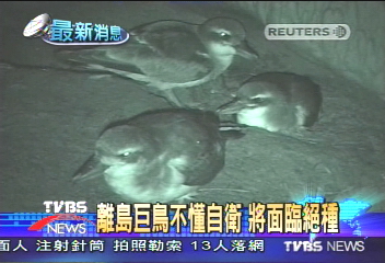 嗜血猛獸鼠 信天翁恐將活吞絕種