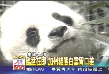 加州貓熊白雲有喜　肚裡懷雙胞胎