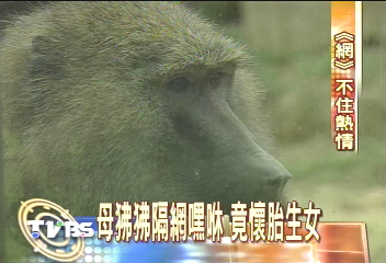 公母隔離12年 狒狒隔網生寶寶